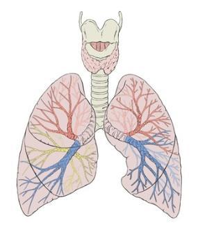 anatomic diagram of lung detail
